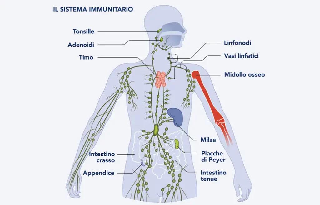 Schema del sistema immunitario